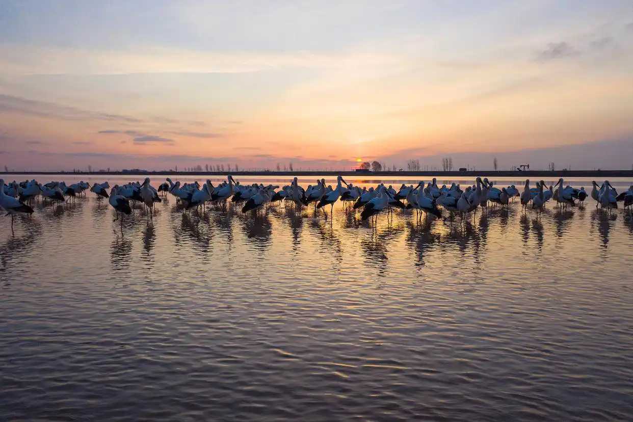 ac345982b2b7d0a2ad0b9f63aad4b61849369adf.webp.png 闪电新闻:美丽中国行丨从一只鸟的回归,看山东的“绿色定力”5